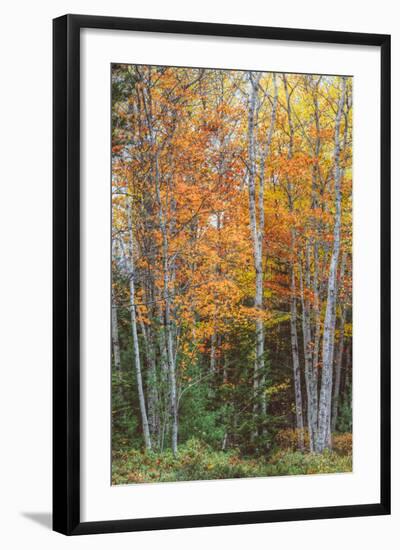 Fall Colors on Maine Coast-Vincent James-Framed Photographic Print