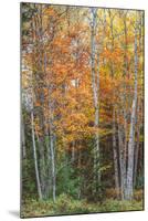 Fall Colors on Maine Coast-Vincent James-Mounted Photographic Print