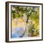 Fall colors reflect in the rippled waters of a pond, looking like a painting.-Brenda Tharp-Framed Photographic Print