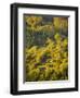 Fall Colors, Viseu de Sus, Maramures, Romania-Russell Young-Framed Photographic Print