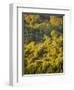 Fall Colors, Viseu de Sus, Maramures, Romania-Russell Young-Framed Photographic Print