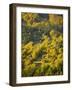 Fall Colors, Viseu de Sus, Maramures, Romania-Russell Young-Framed Photographic Print