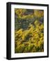 Fall Colors, Viseu de Sus, Maramures, Romania-Russell Young-Framed Photographic Print