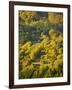 Fall Colors, Viseu de Sus, Maramures, Romania-Russell Young-Framed Photographic Print