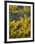 Fall Colors, Viseu de Sus, Maramures, Romania-Russell Young-Framed Photographic Print