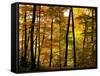 Fall Colors-Chuck Burdick-Framed Stretched Canvas