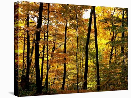 Fall Colors-Chuck Burdick-Stretched Canvas