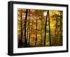 Fall Colors-Chuck Burdick-Framed Photographic Print