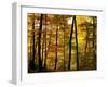 Fall Colors-Chuck Burdick-Framed Photographic Print