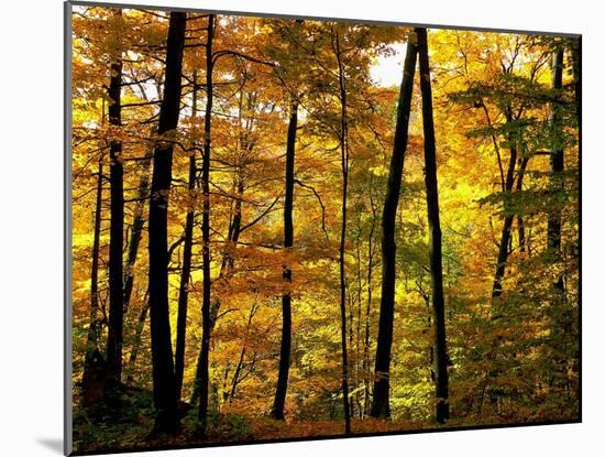 Fall Colors-Chuck Burdick-Mounted Photographic Print