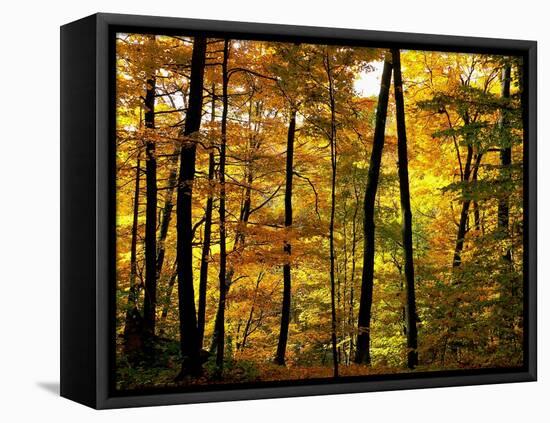 Fall Colors-Chuck Burdick-Framed Stretched Canvas