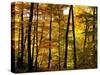 Fall Colors-Chuck Burdick-Stretched Canvas