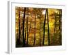 Fall Colors-Chuck Burdick-Framed Photographic Print