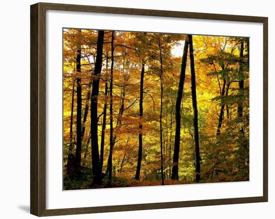 Fall Colors-Chuck Burdick-Framed Photographic Print