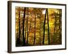 Fall Colors-Chuck Burdick-Framed Photographic Print