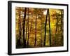 Fall Colors-Chuck Burdick-Framed Photographic Print