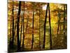 Fall Colors-Chuck Burdick-Mounted Photographic Print