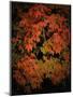 Fall Colours 1-Dorothy Berry-Lound-Mounted Giclee Print