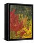 Fall Colours, Eastern Townships, Quebec, Canada, North America-Maurice Joseph-Framed Stretched Canvas
