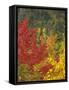 Fall Colours, Eastern Townships, Quebec, Canada, North America-Maurice Joseph-Framed Stretched Canvas