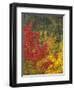 Fall Colours, Eastern Townships, Quebec, Canada, North America-Maurice Joseph-Framed Photographic Print