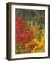 Fall Colours, Eastern Townships, Quebec, Canada, North America-Maurice Joseph-Framed Photographic Print