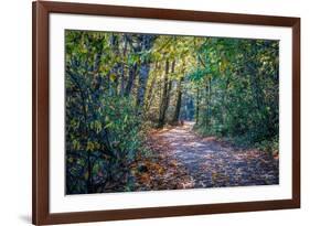 Fall Colours-Tim Oldford-Framed Photographic Print