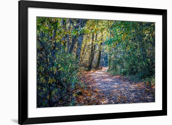 Fall Colours-Tim Oldford-Framed Photographic Print