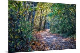 Fall Colours-Tim Oldford-Mounted Photographic Print