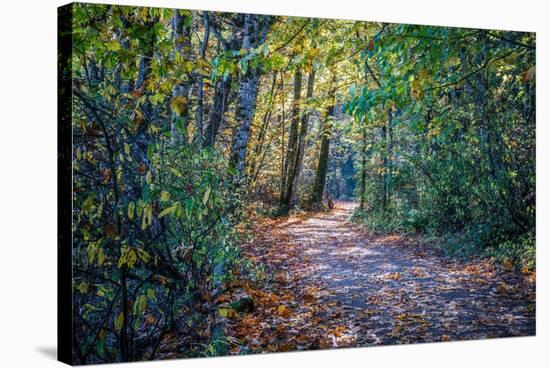 Fall Colours-Tim Oldford-Stretched Canvas