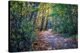 Fall Colours-Tim Oldford-Stretched Canvas