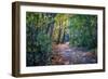 Fall Colours-Tim Oldford-Framed Photographic Print