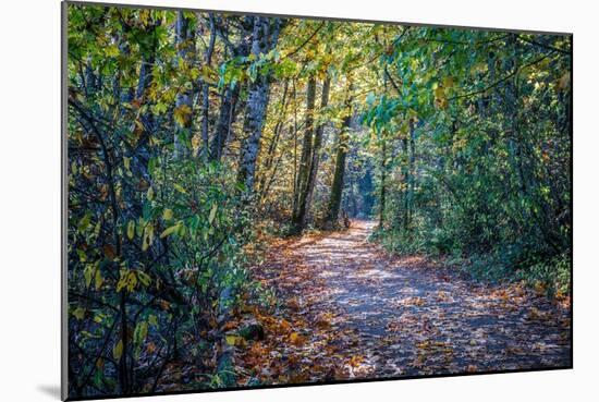 Fall Colours-Tim Oldford-Mounted Photographic Print