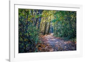 Fall Colours-Tim Oldford-Framed Photographic Print