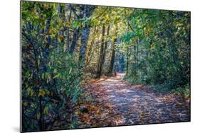 Fall Colours-Tim Oldford-Mounted Photographic Print