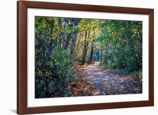 Fall Colours-Tim Oldford-Framed Photographic Print