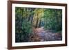 Fall Colours-Tim Oldford-Framed Photographic Print