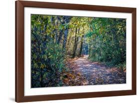 Fall Colours-Tim Oldford-Framed Photographic Print