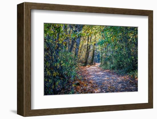 Fall Colours-Tim Oldford-Framed Photographic Print