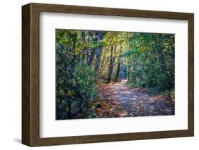 Fall Colours-Tim Oldford-Framed Photographic Print