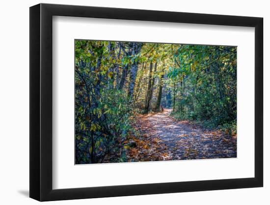 Fall Colours-Tim Oldford-Framed Photographic Print