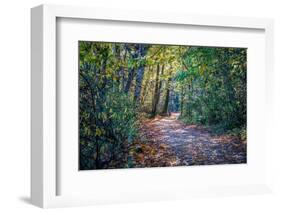 Fall Colours-Tim Oldford-Framed Photographic Print