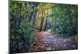 Fall Colours-Tim Oldford-Mounted Photographic Print