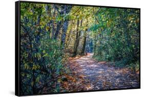 Fall Colours-Tim Oldford-Framed Stretched Canvas