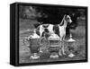 Fall, Crufts, 1956, Greyh'D-Thomas Fall-Framed Stretched Canvas