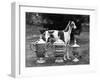 Fall, Crufts, 1956, Greyh'D-Thomas Fall-Framed Photographic Print