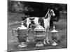 Fall, Crufts, 1956, Greyh'D-Thomas Fall-Mounted Photographic Print