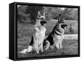 Fall, Crufts, 2 Champions-Thomas Fall-Framed Stretched Canvas