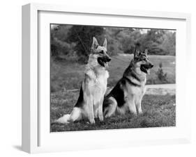 Fall, Crufts, 2 Champions-Thomas Fall-Framed Photographic Print