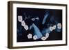 Fall: Dogrose 1, 2008-Richard Pomeroy-Framed Giclee Print